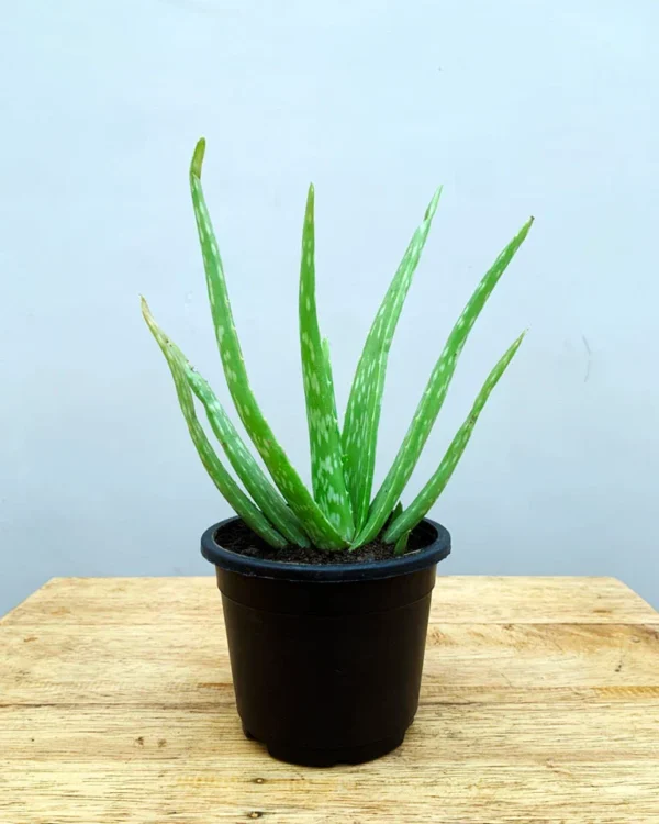 Aloe vera