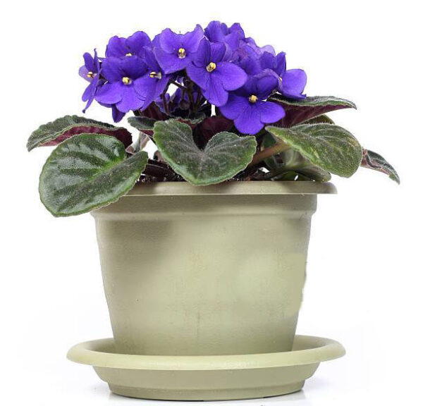 African Violets (Saintpaulia)
